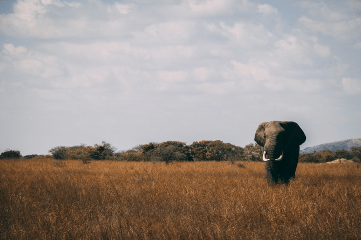 An elephant standing in an open field.