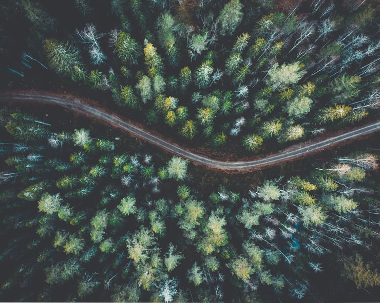 Aerial view of forest. Photo by Giovanni Bianchi, courtesy of Unsplash.